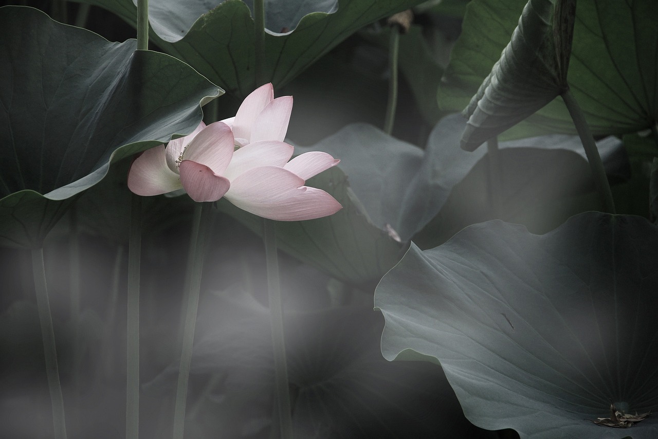 lotus, beautiful, water splash-814529.jpg